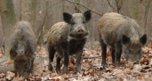 Кабаны третий год хозяйничают в селе — дети боятся идти в школу
